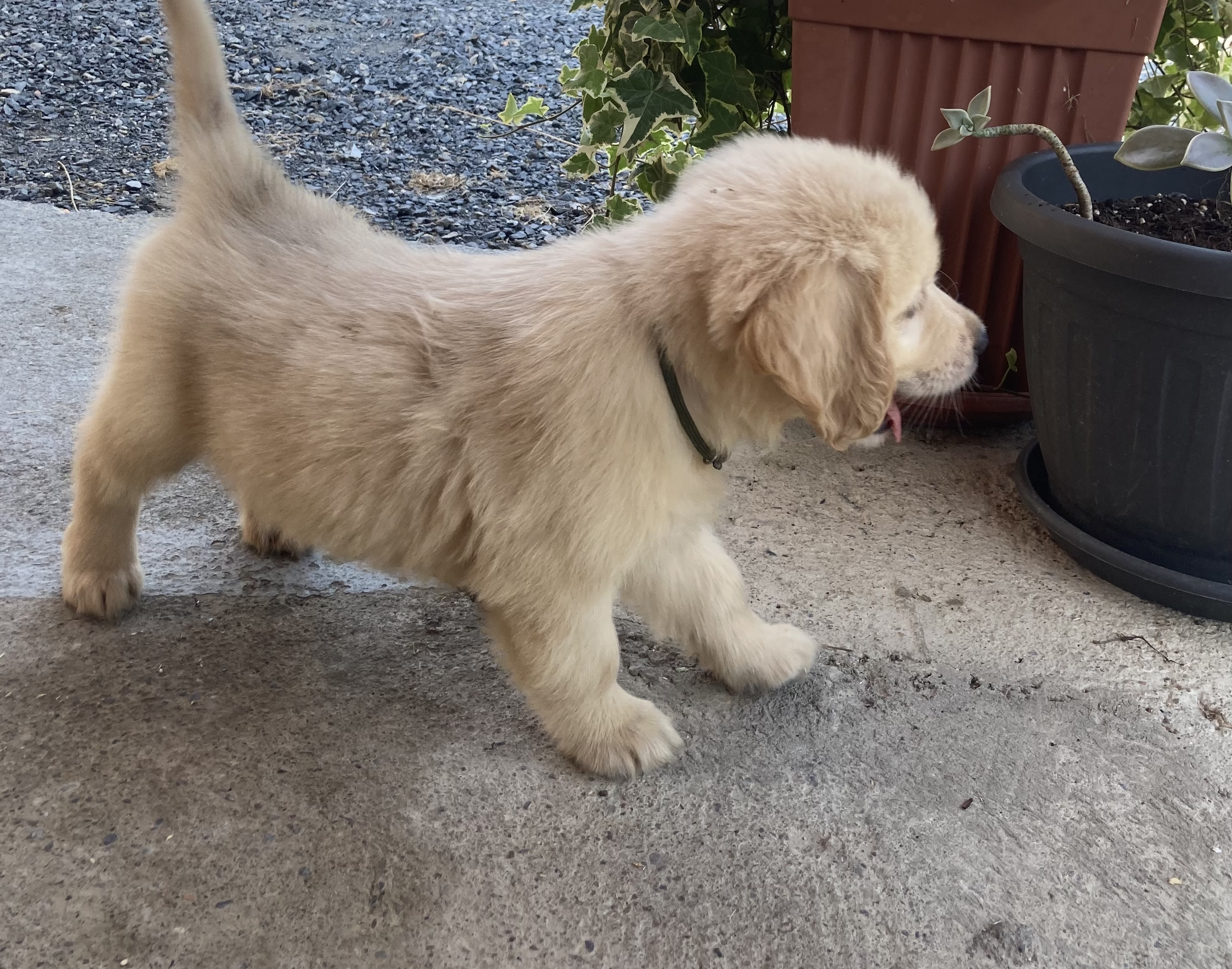 Cucciologolden0