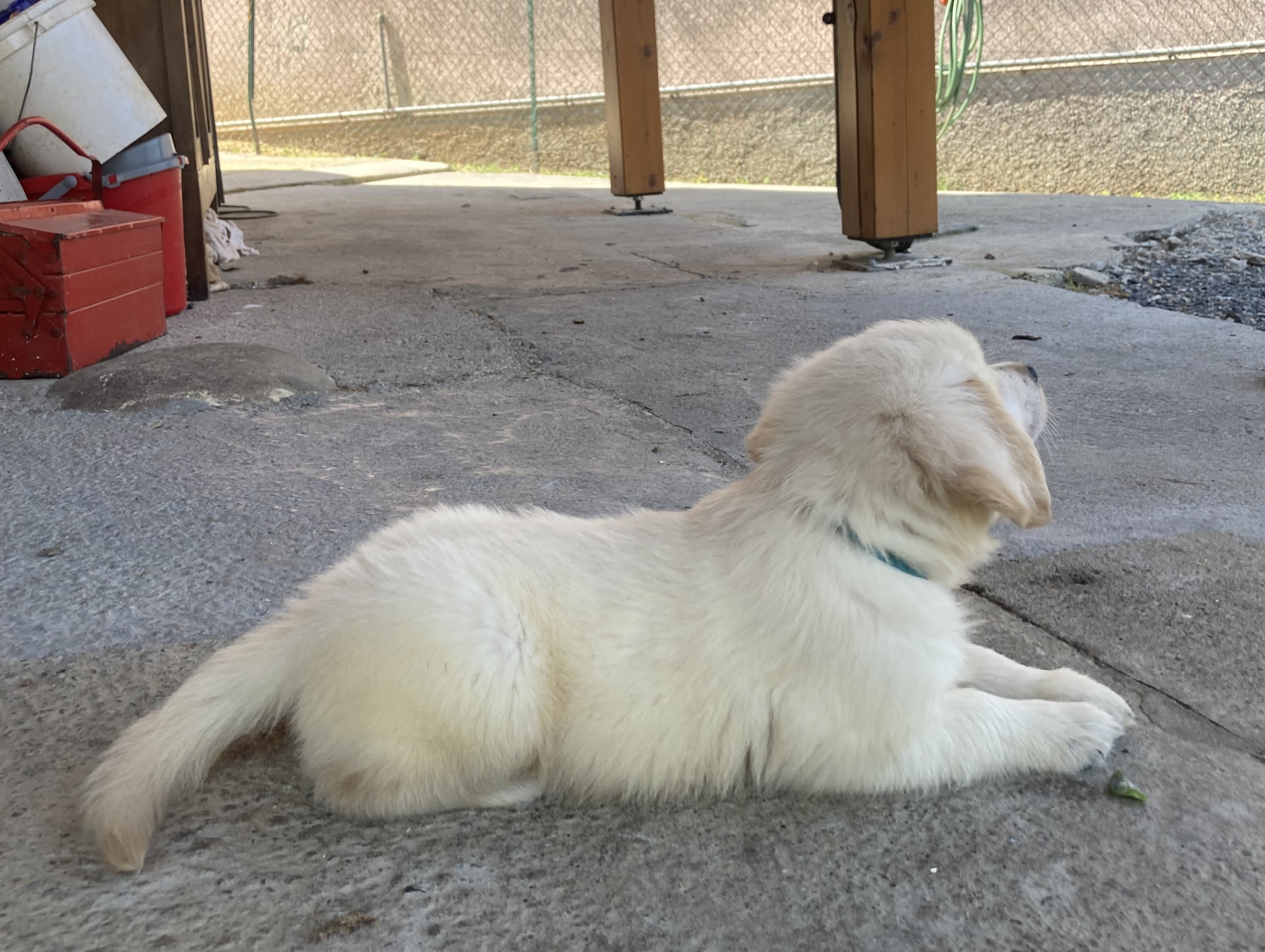 Cucciologolden8
